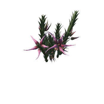 Flower Orbea caudata4_1